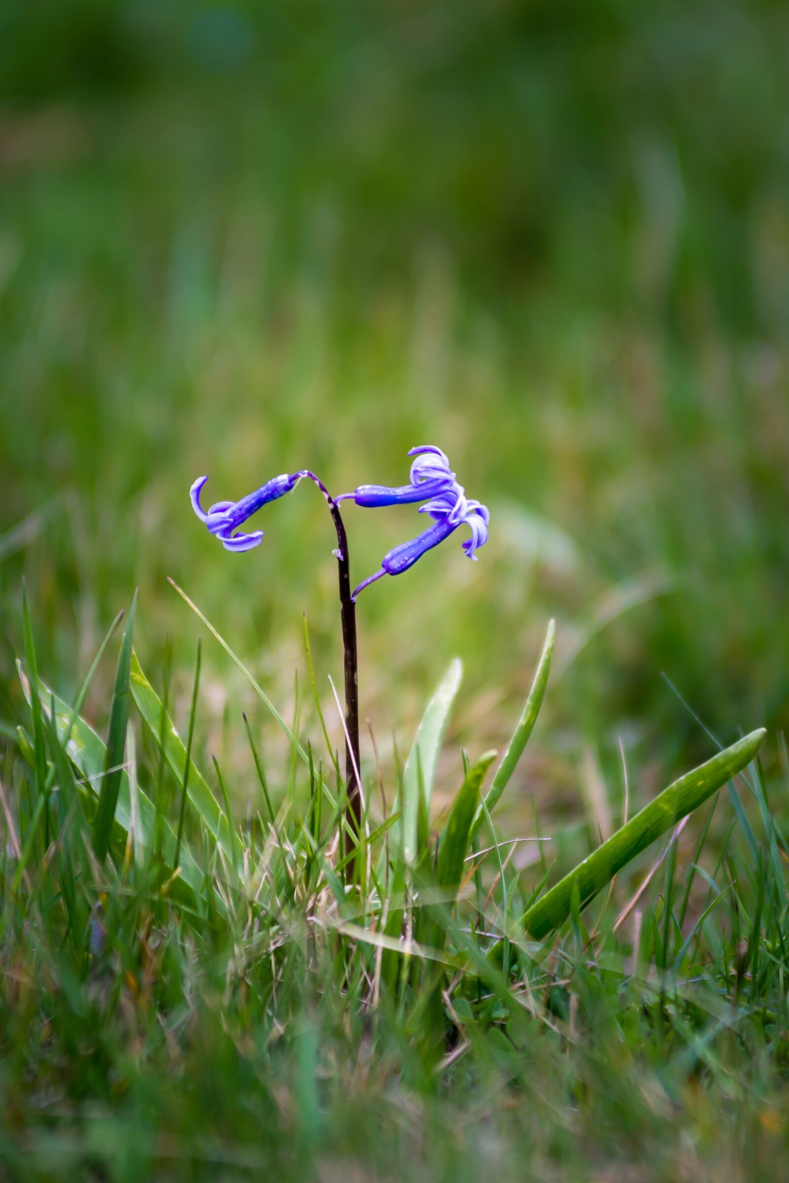 Nikon D7200 sample photo. Nature, outdoors, grass photography