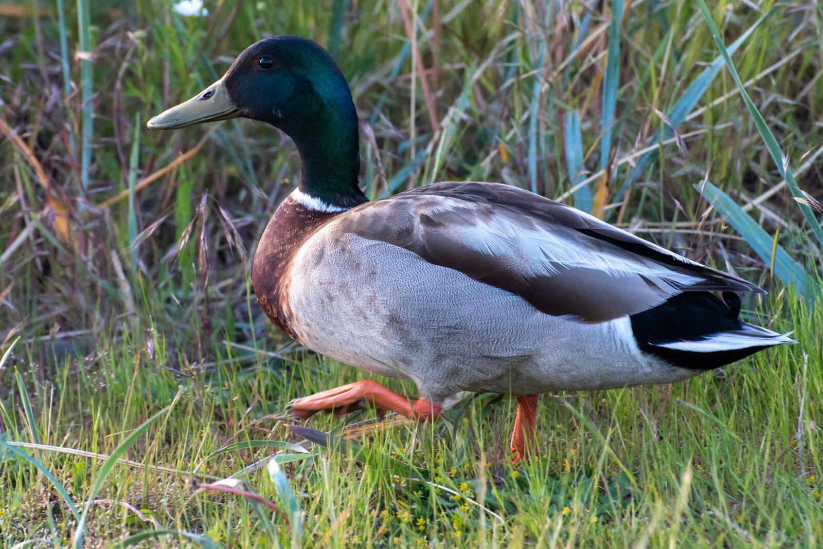Nikon D750 sample photo. Duck, bird, nature photography