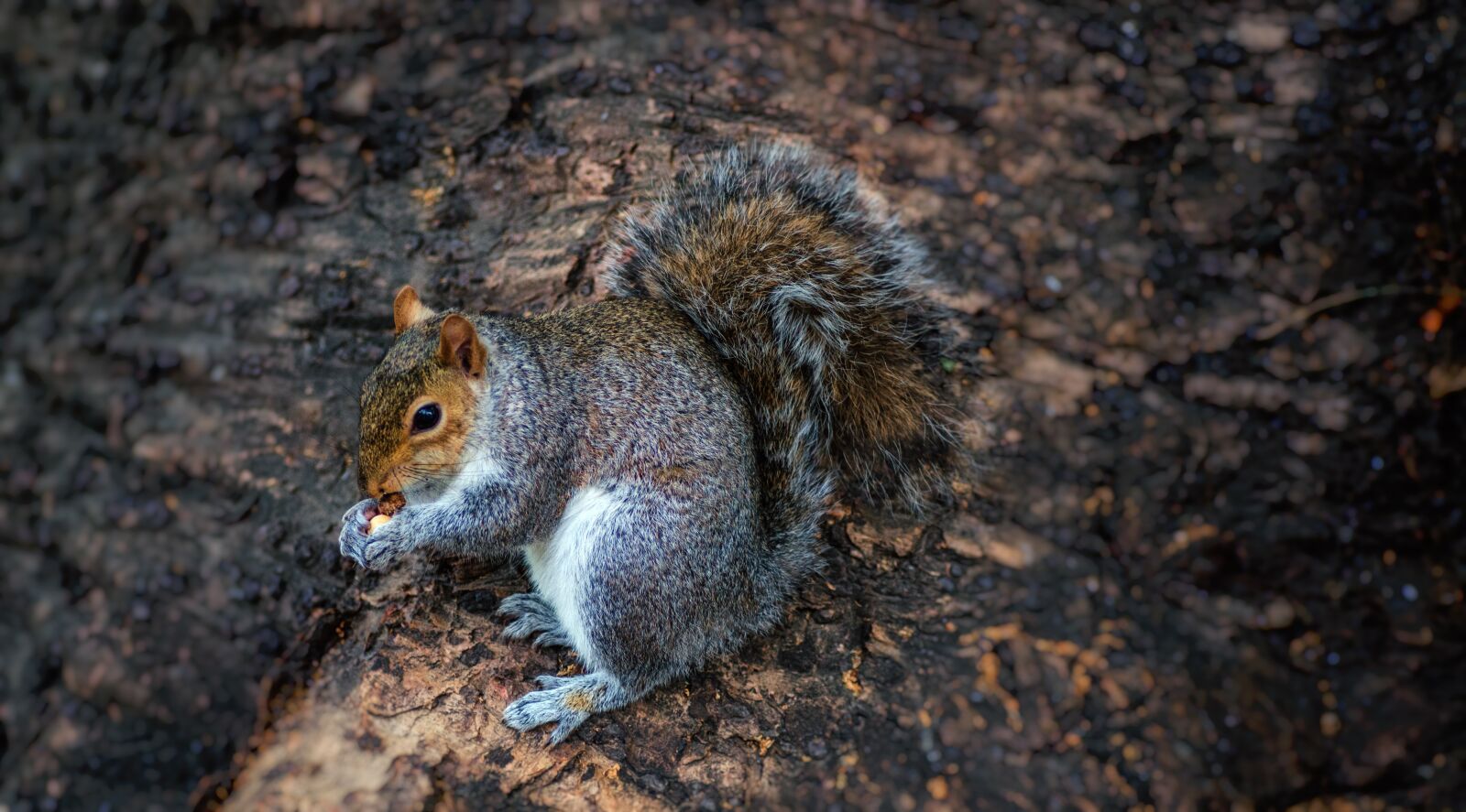 Tamron SP 90mm F2.8 Di VC USD 1:1 Macro sample photo. Squirrel, tree, eating photography