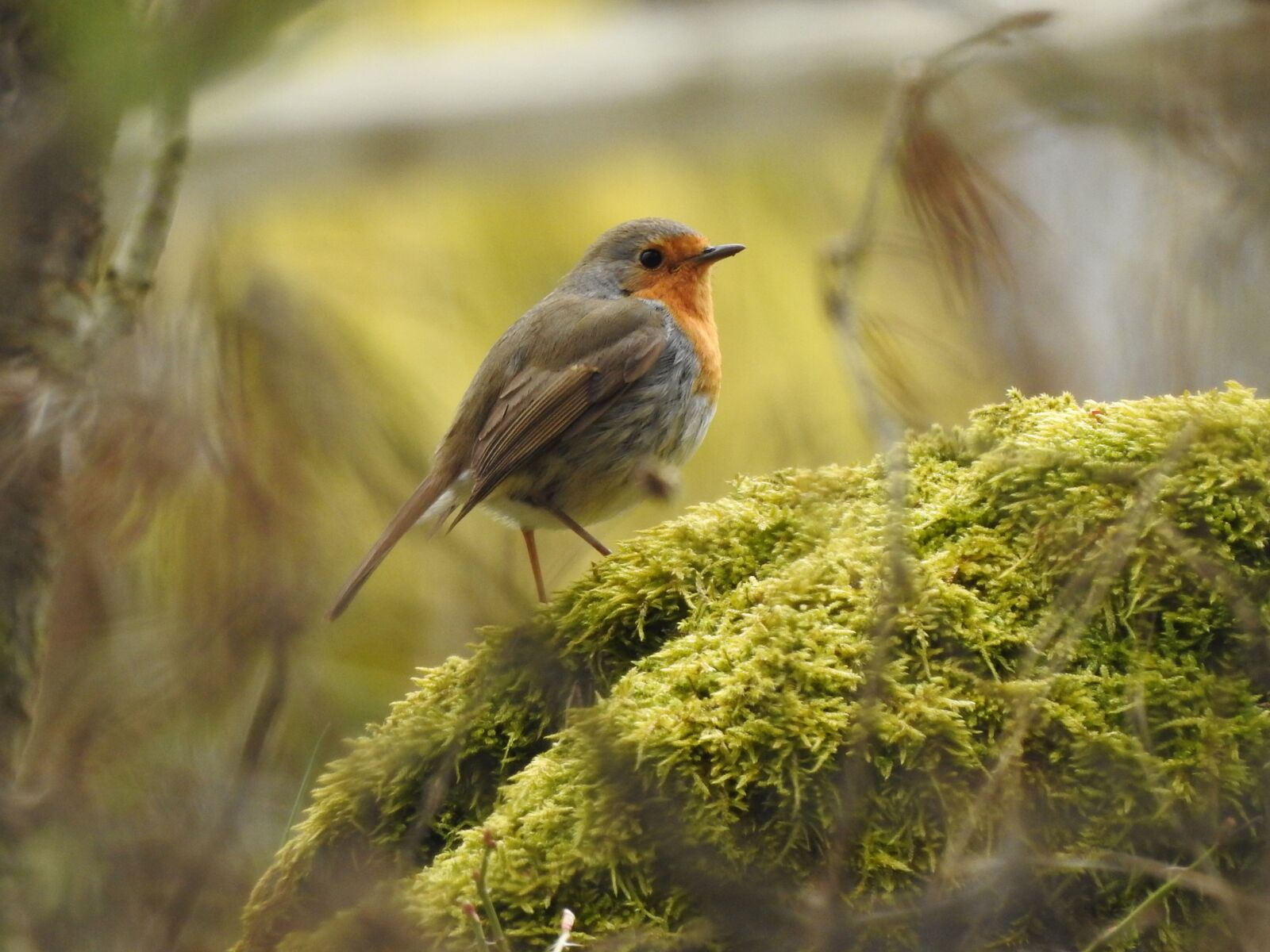 Nikon Coolpix P900 sample photo. Robins, bird, small birds photography
