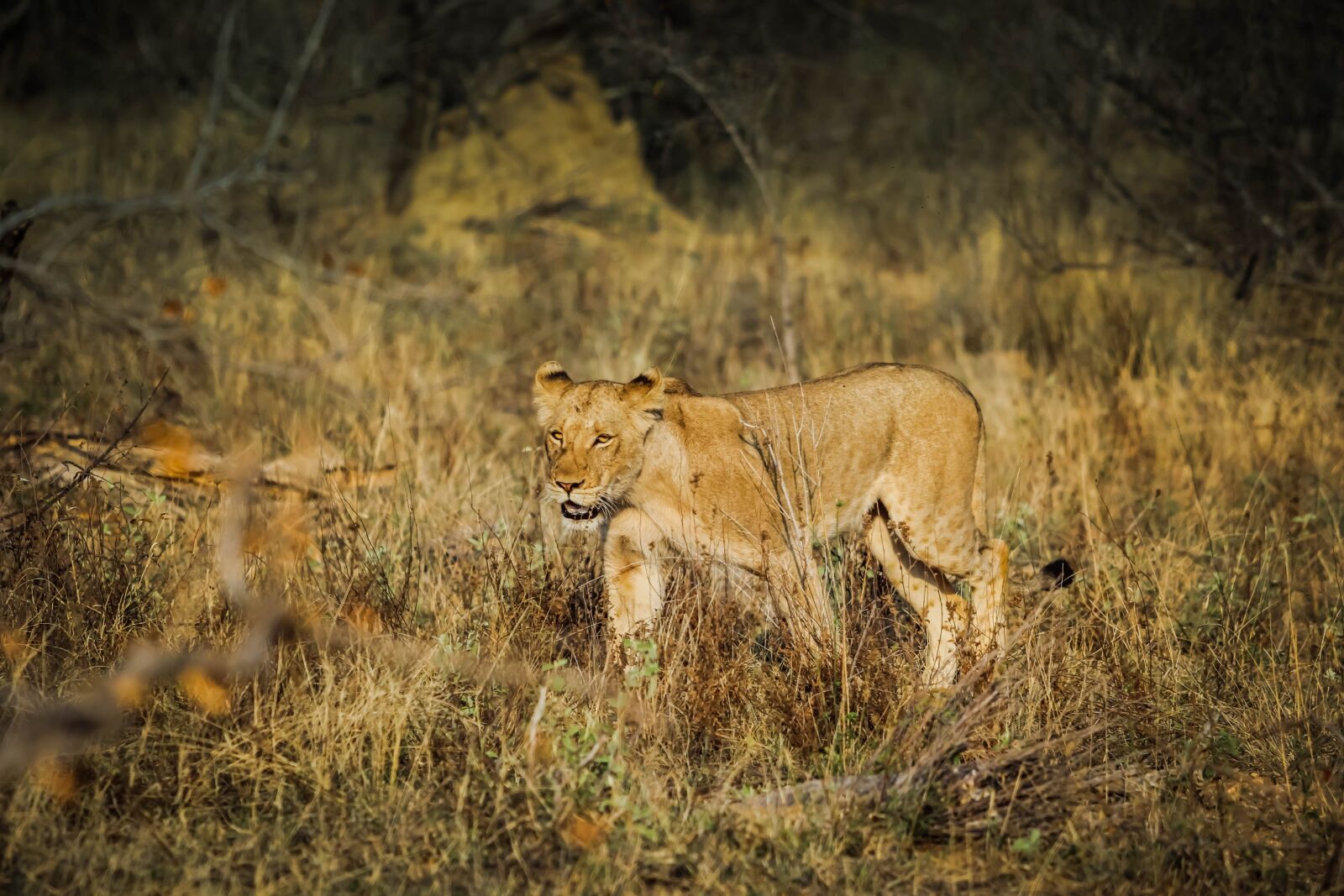 Canon EF 70-200mm F2.8L USM sample photo. Lion, animal, africa photography