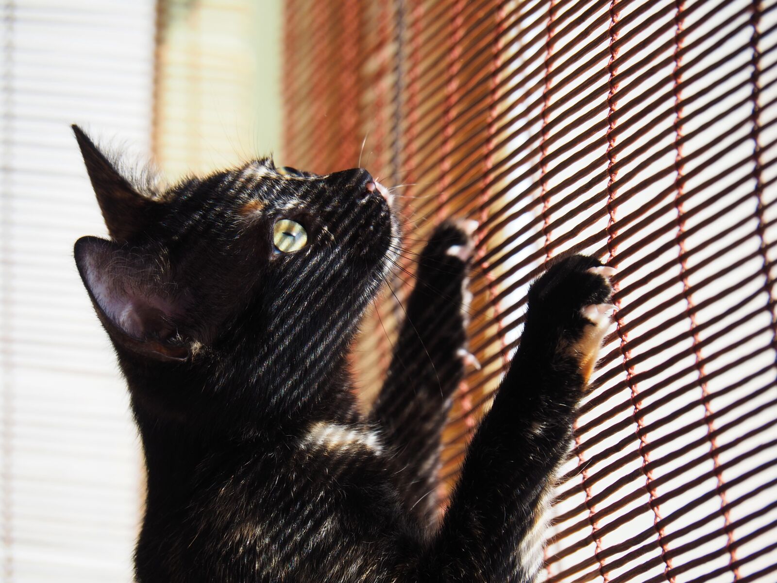 OLYMPUS M.14-150mm F4.0-5.6 II sample photo. Pet, cat, look photography