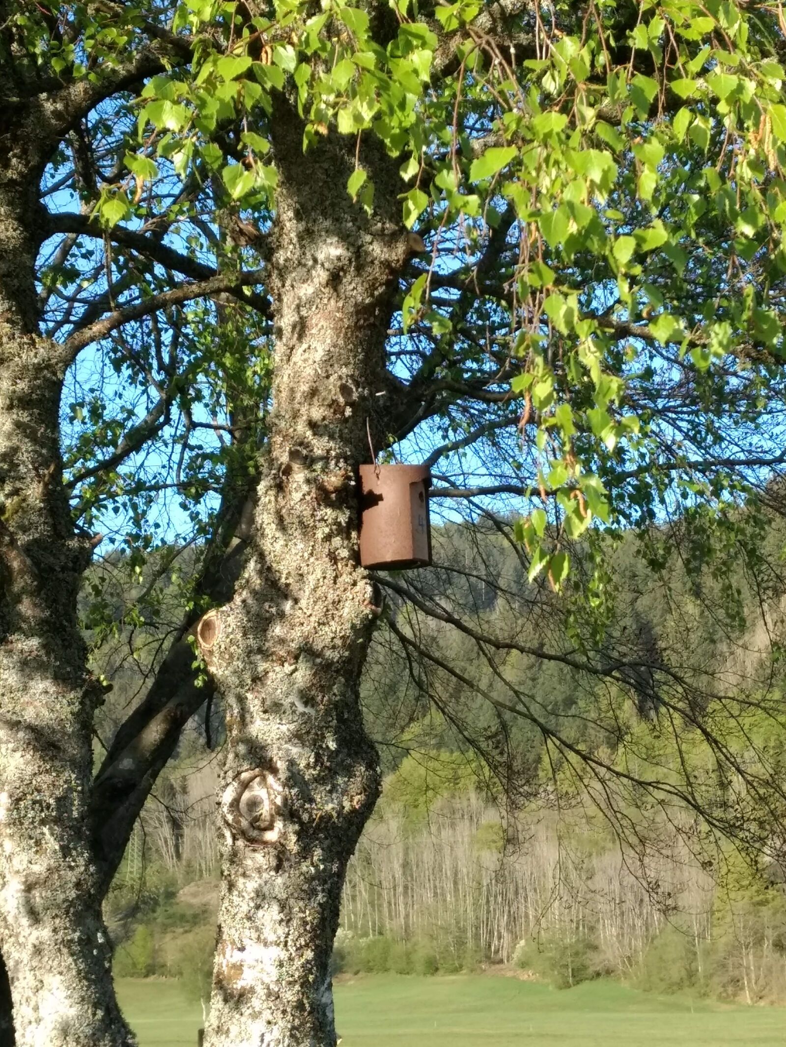 Motorola Moto G (4) sample photo. Nesting box, birch, nature photography