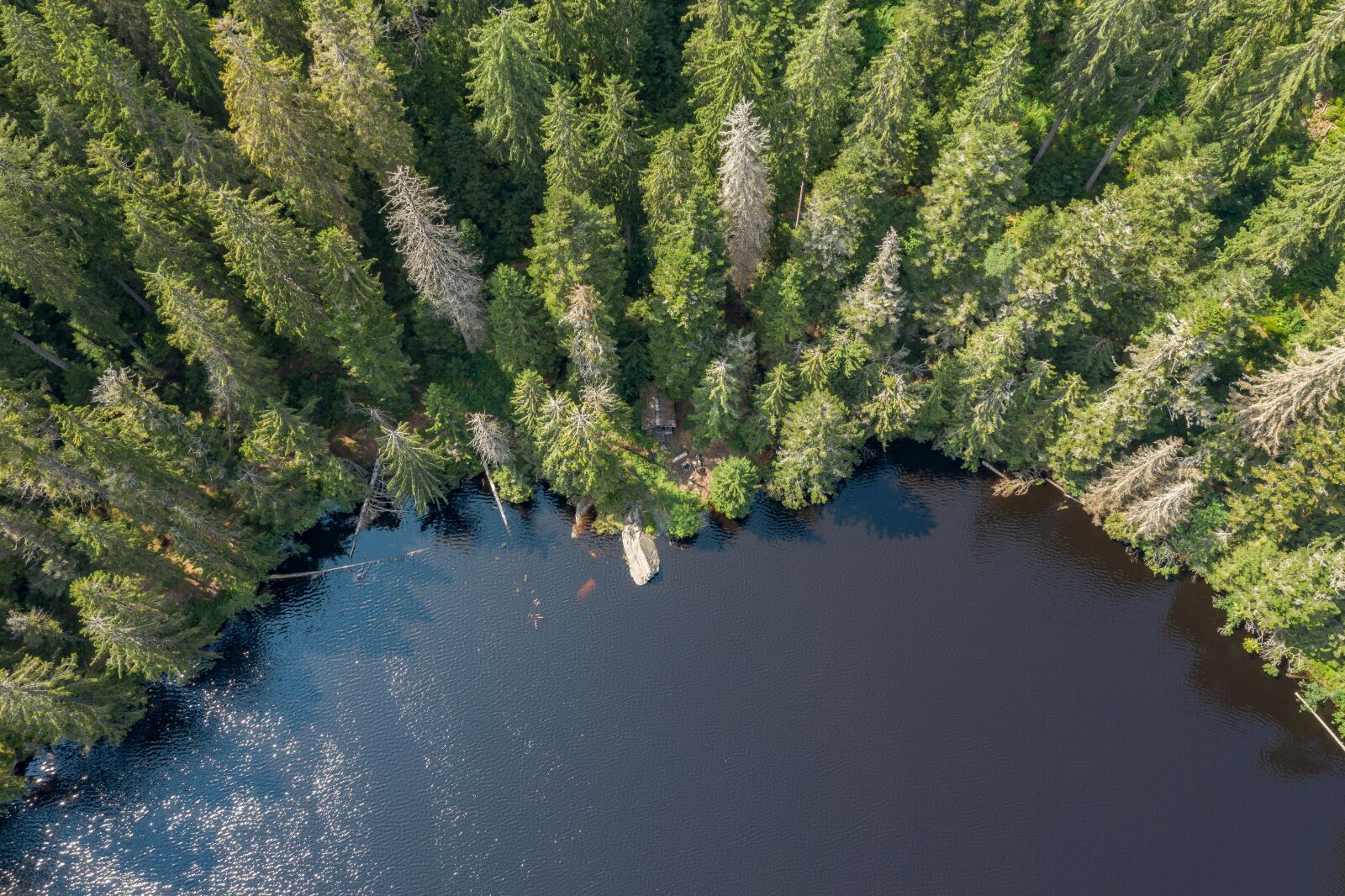 Hasselblad L1D-20c sample photo. Forest, trees, lake photography