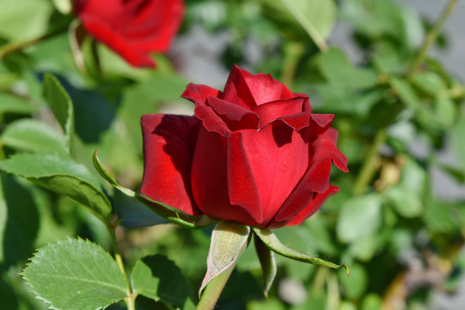 Nikon D5500 sample photo. Ecology, horticulture, red, roses photography
