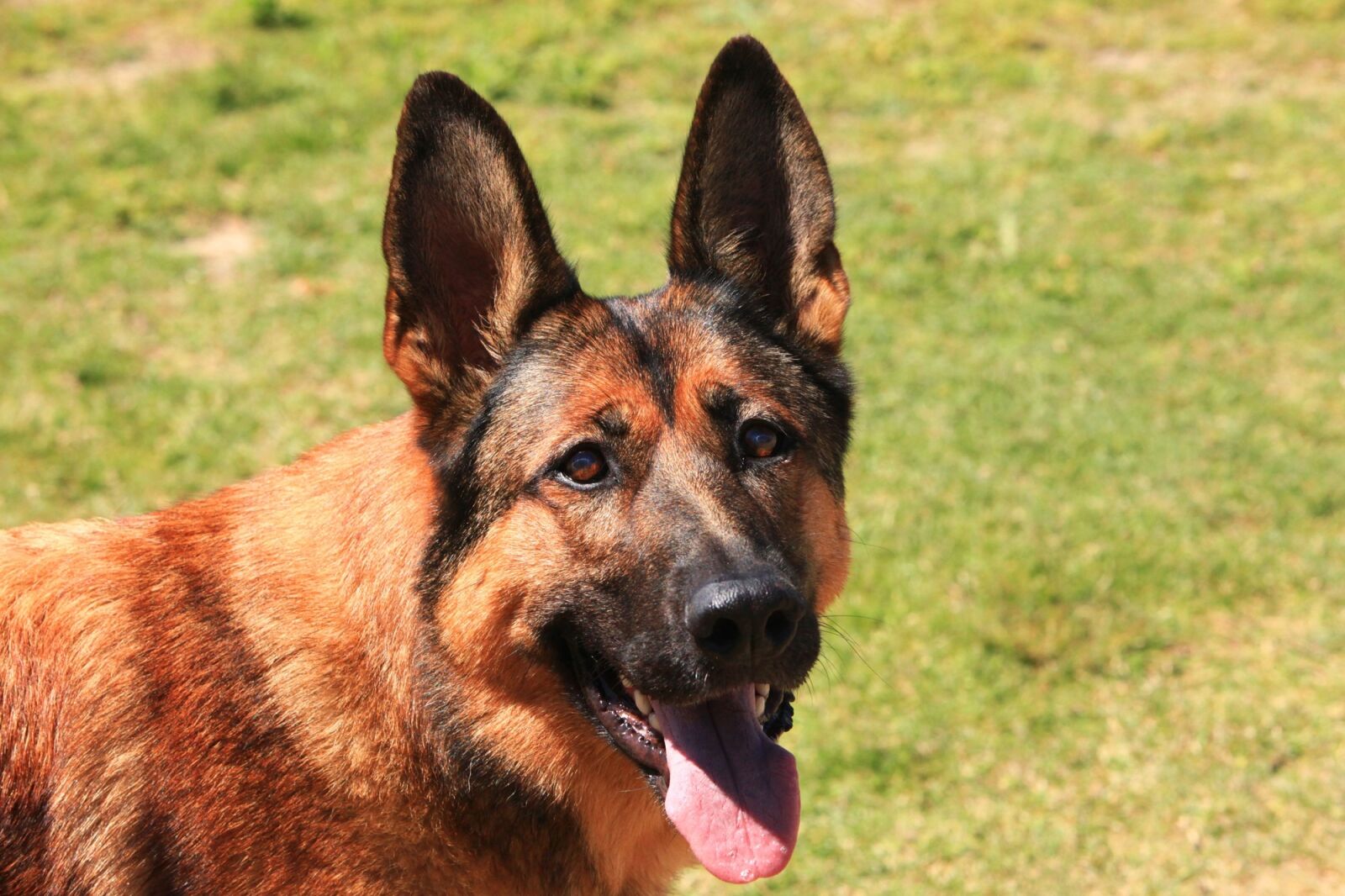 Canon EOS 5D Mark II sample photo. Working dog, military, mix photography