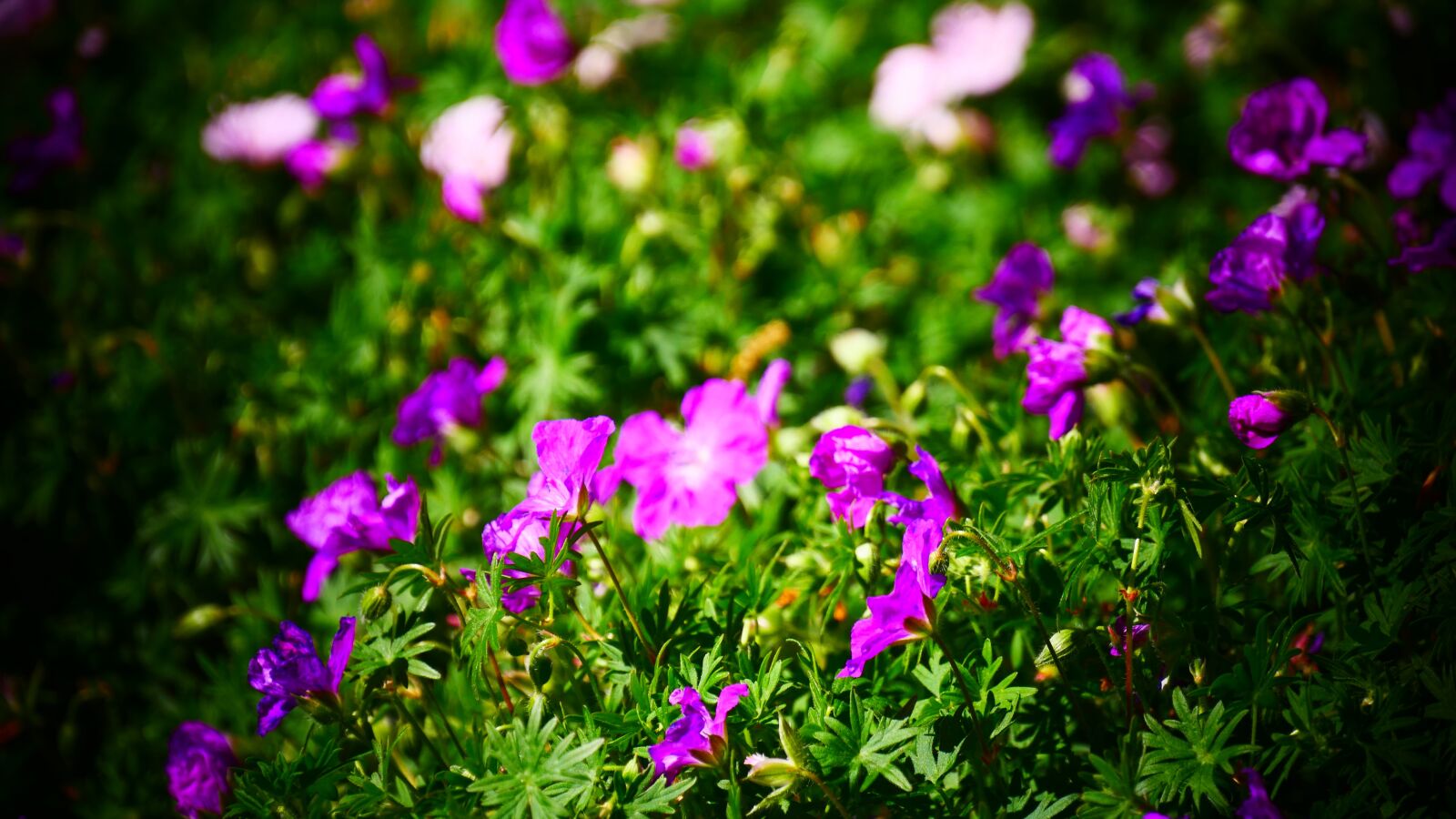 Panasonic Lumix DMC-G85 (Lumix DMC-G80) sample photo. Flower, flowers, summer photography