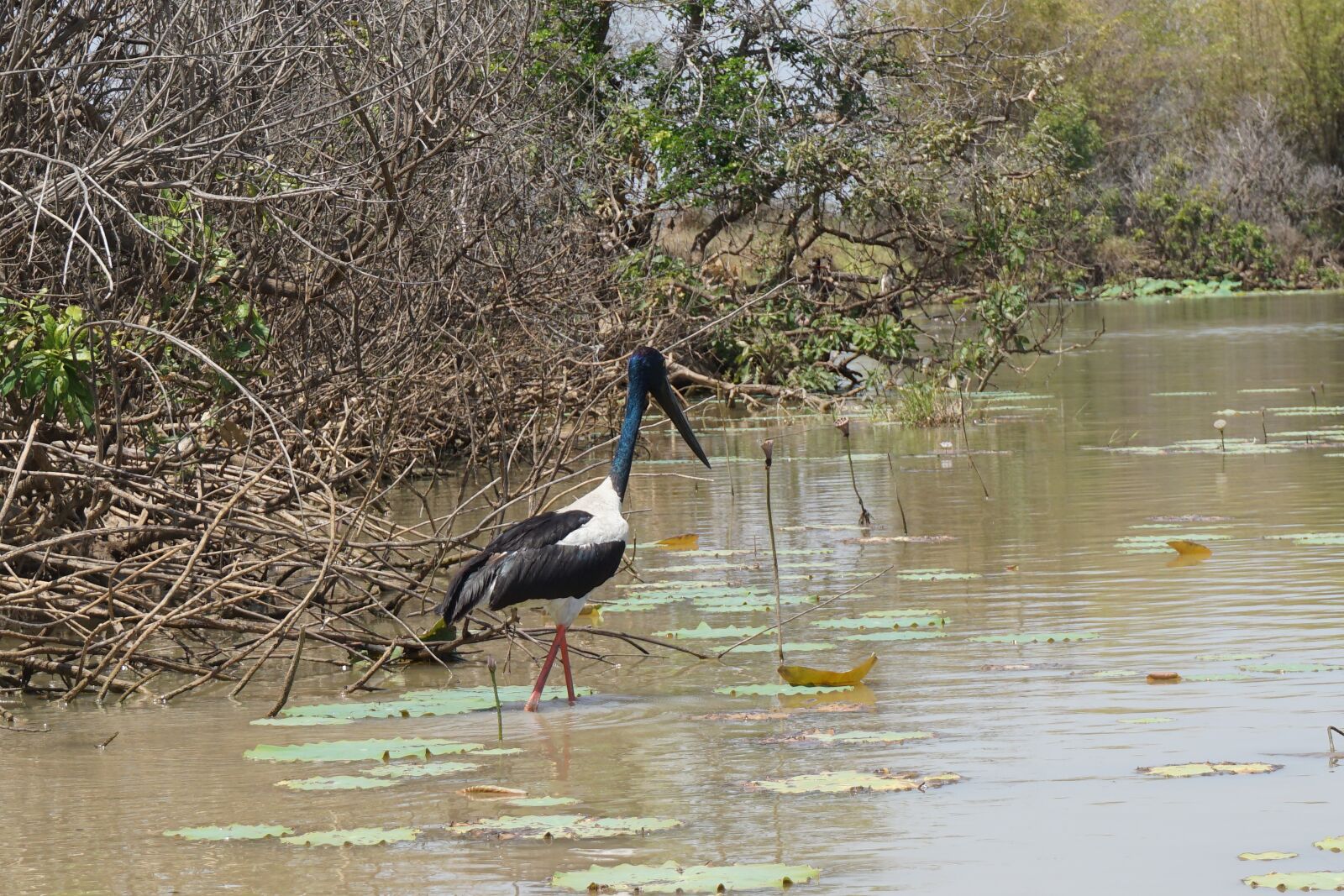 Sony a6000 sample photo. Jabiru, stork, bird photography