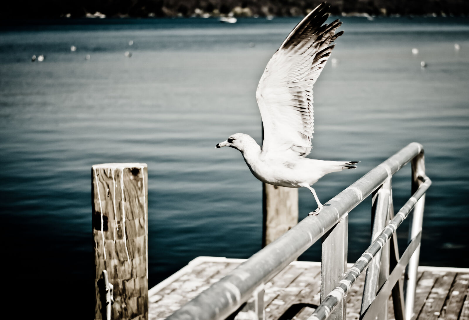 Sony Alpha DSLR-A700 sample photo. Sea, flight, bird, flying photography