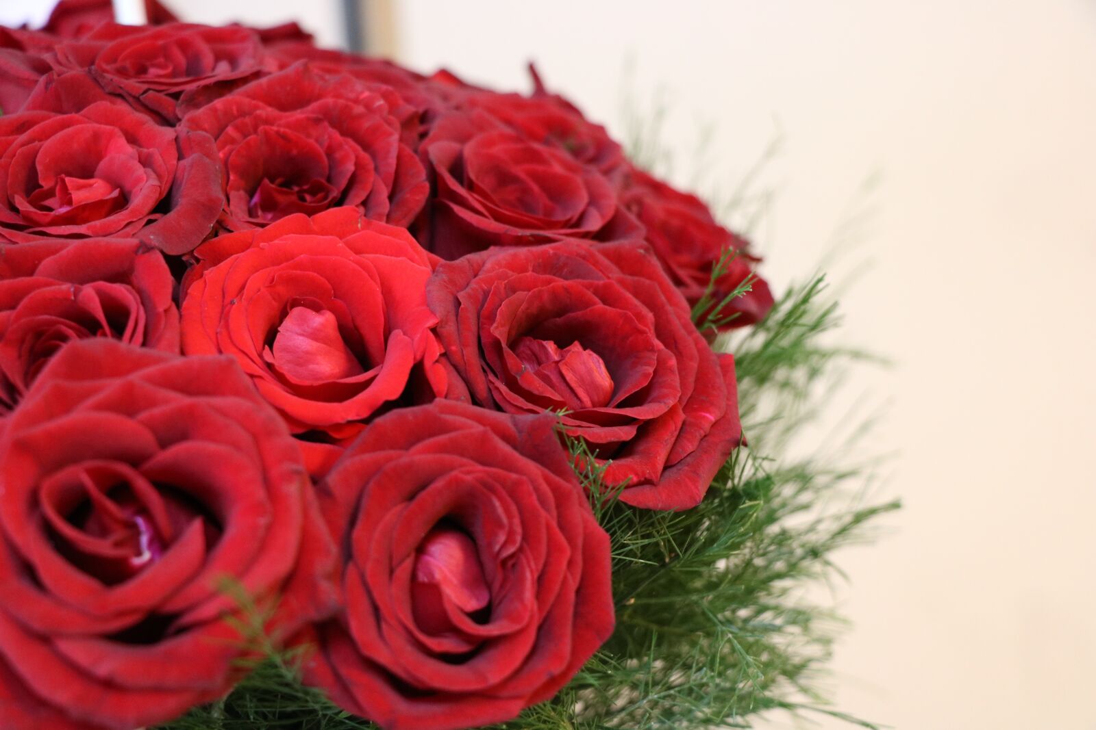 Canon EOS 750D (EOS Rebel T6i / EOS Kiss X8i) sample photo. Rose, flower, garden photography