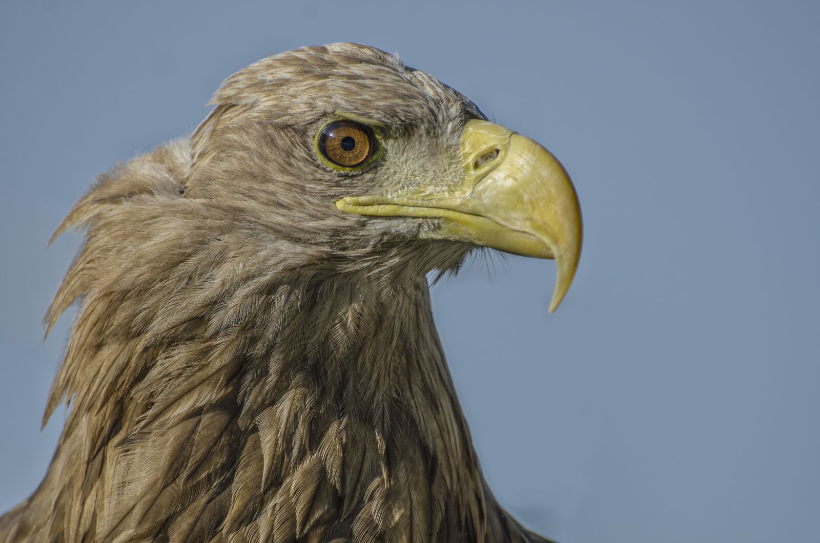 Nikon D7000 sample photo. Adler, wildlife, bird photography
