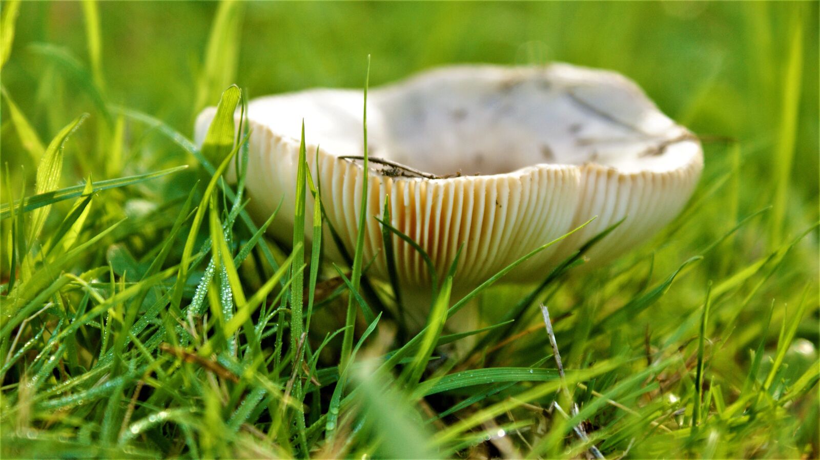 Sony Alpha DSLR-A350 sample photo. Mushroom, autumn, grass photography