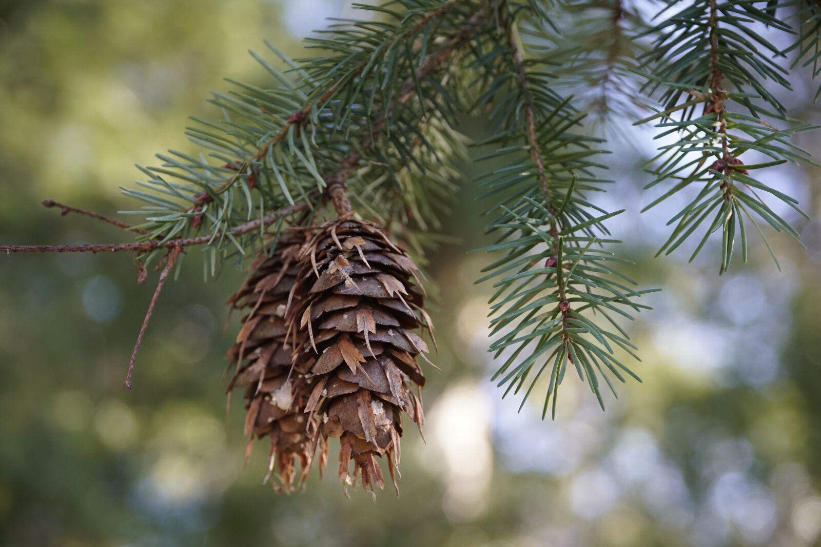 Sony a7R II + Sony E PZ 18-105mm F4 G OSS sample photo. Spruce, cone, branch photography