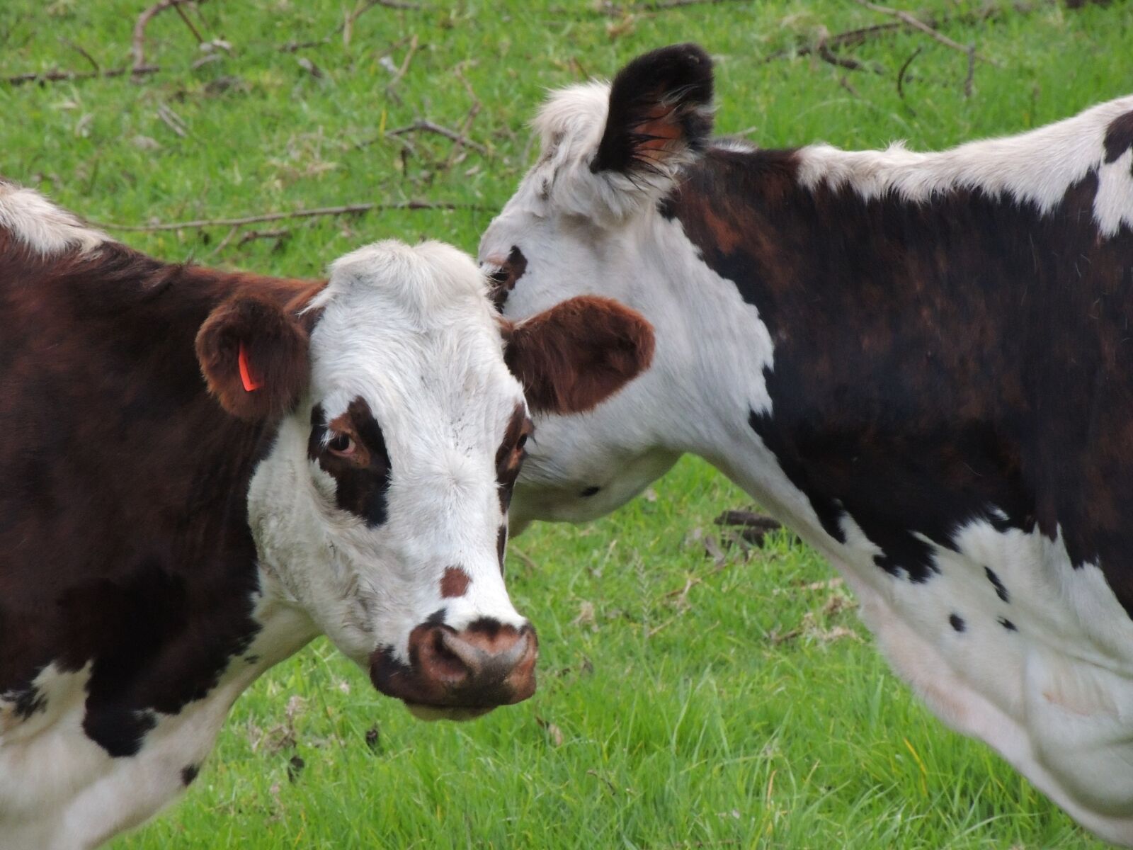 Nikon Coolpix P510 sample photo. Cows, love and friendship photography