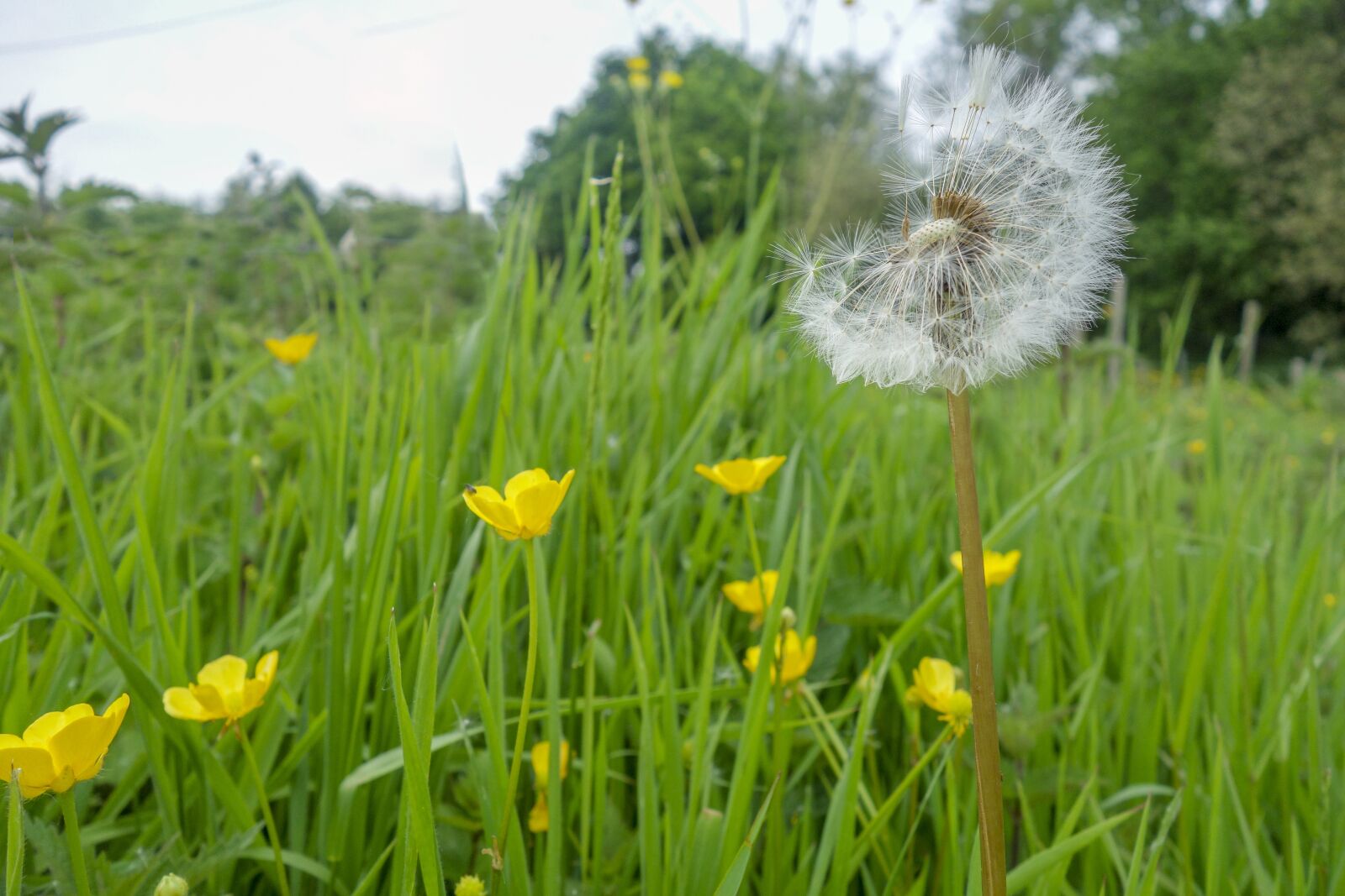 Sony Cyber-shot DSC-RX100 sample photo. Flower, dandelion, spring photography