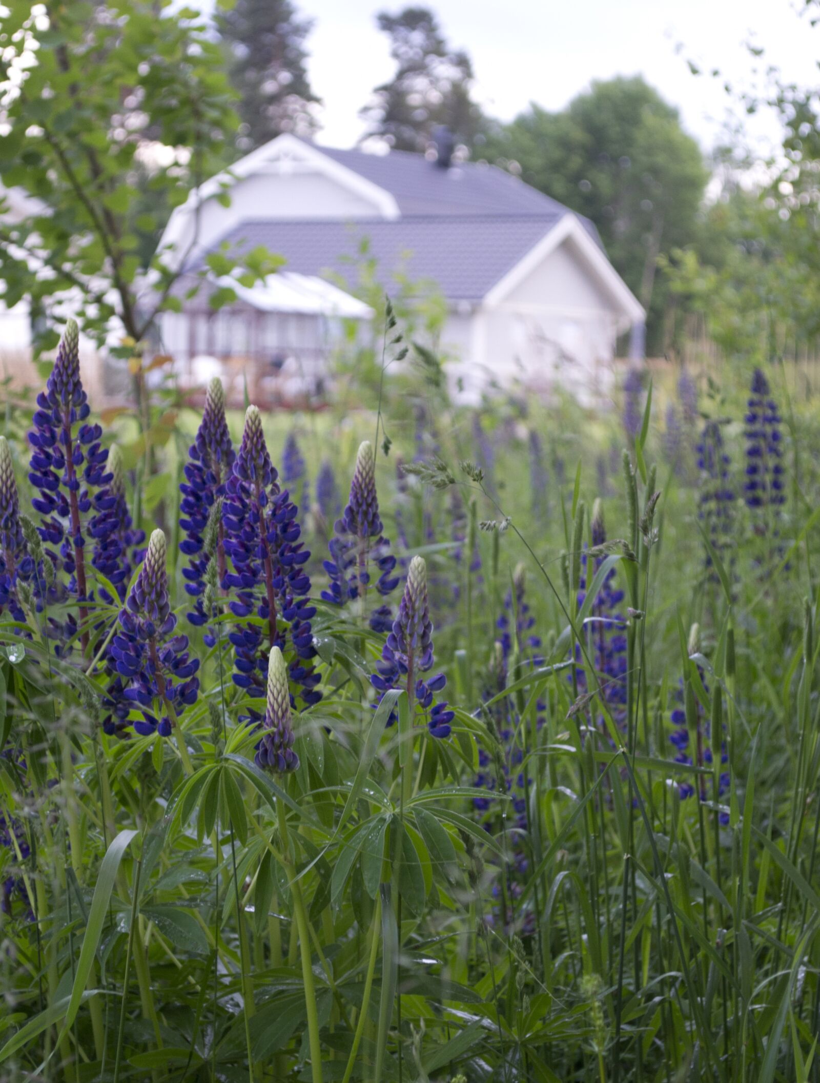 Nikon D3100 sample photo. Flowers, house, lupins photography