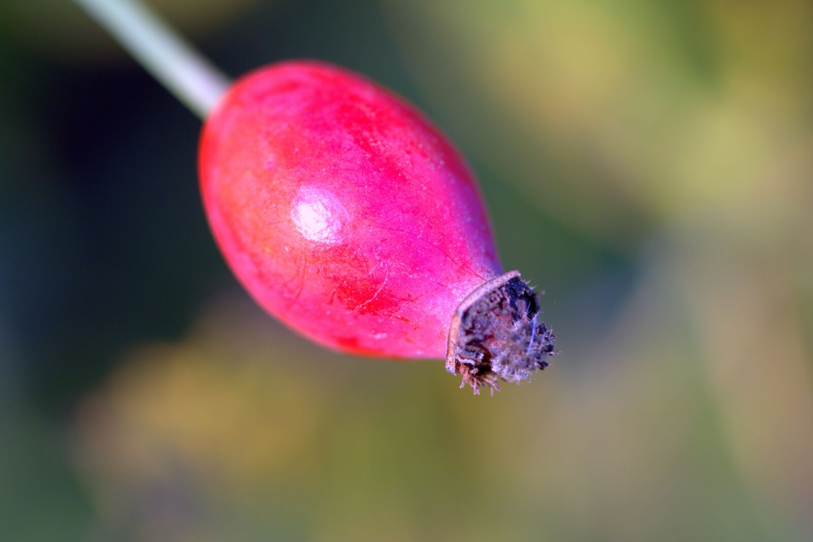 Pentax K-S2 sample photo. Wild rose, fruit, red photography