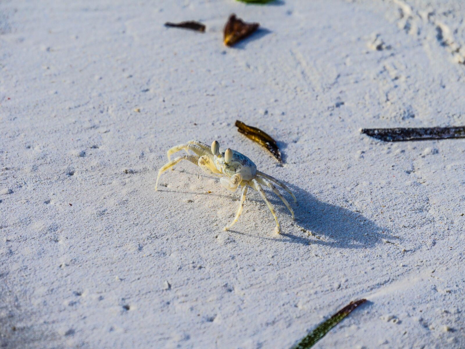 Panasonic Lumix DMC-GX8 sample photo. Crab, sand, indian ocean photography