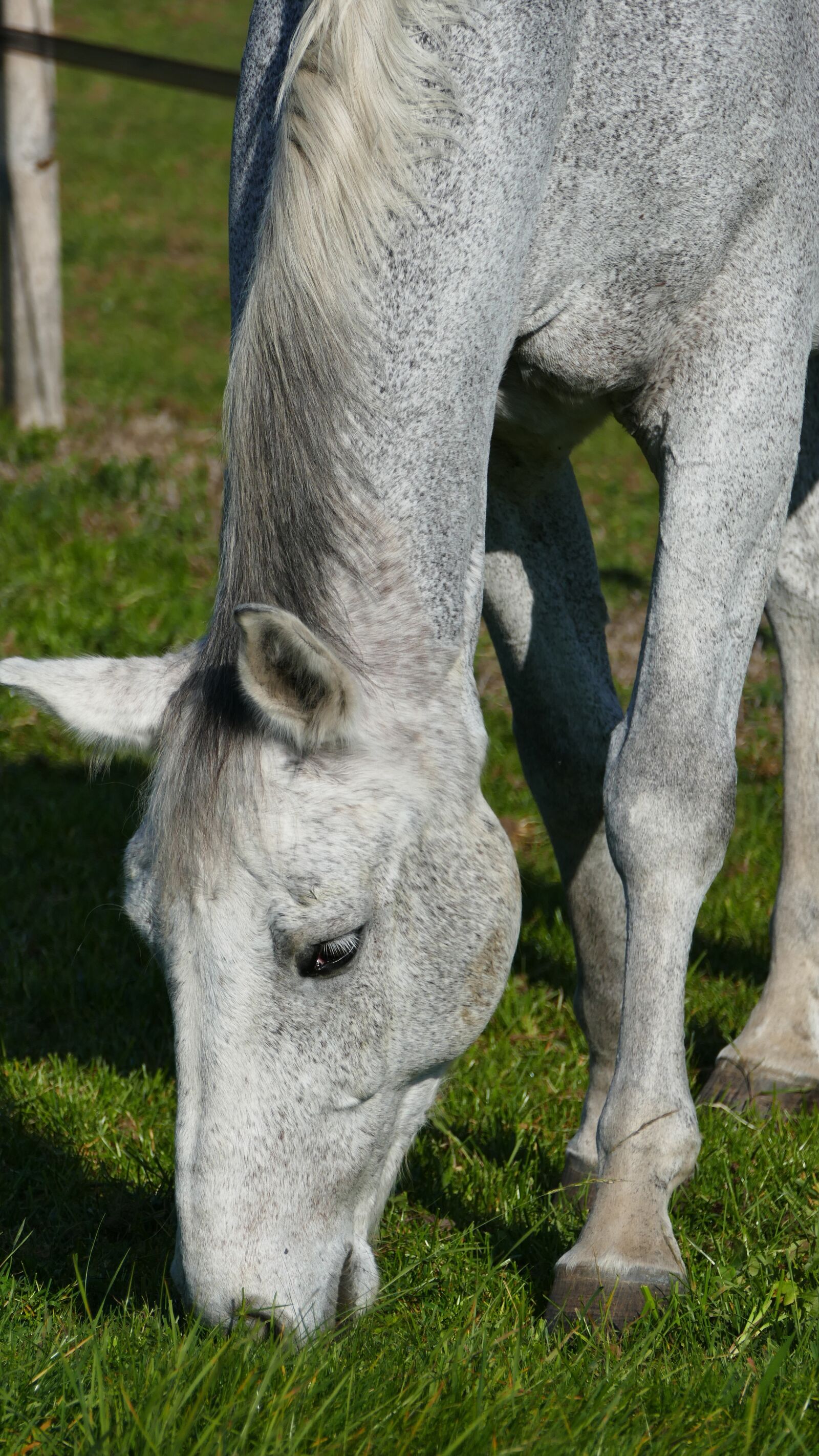 Panasonic Lumix DMC-FZ1000 sample photo. Nature, coupling, horse photography