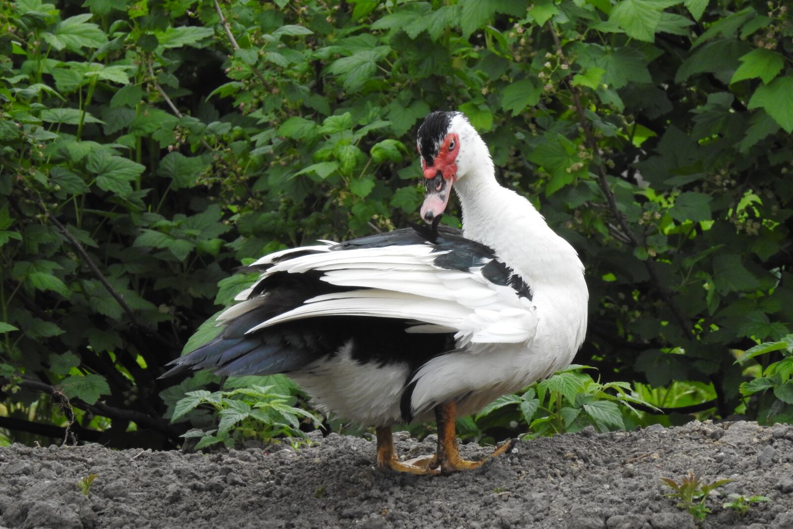 Nikon Coolpix P900 sample photo. Nature, birds, at the photography