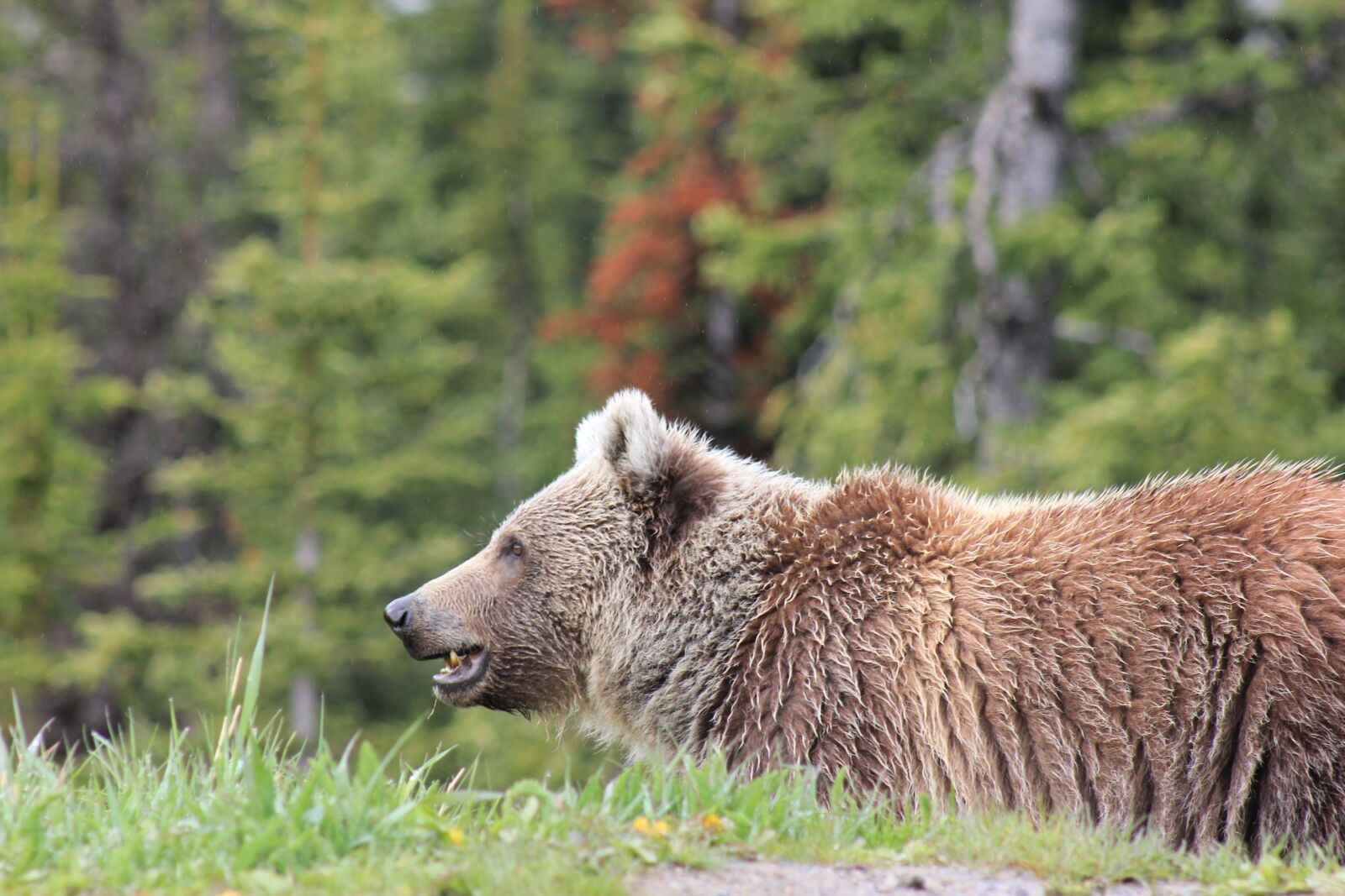 Canon EOS 550D (EOS Rebel T2i / EOS Kiss X4) sample photo. Bear, grizzly, adventure photography