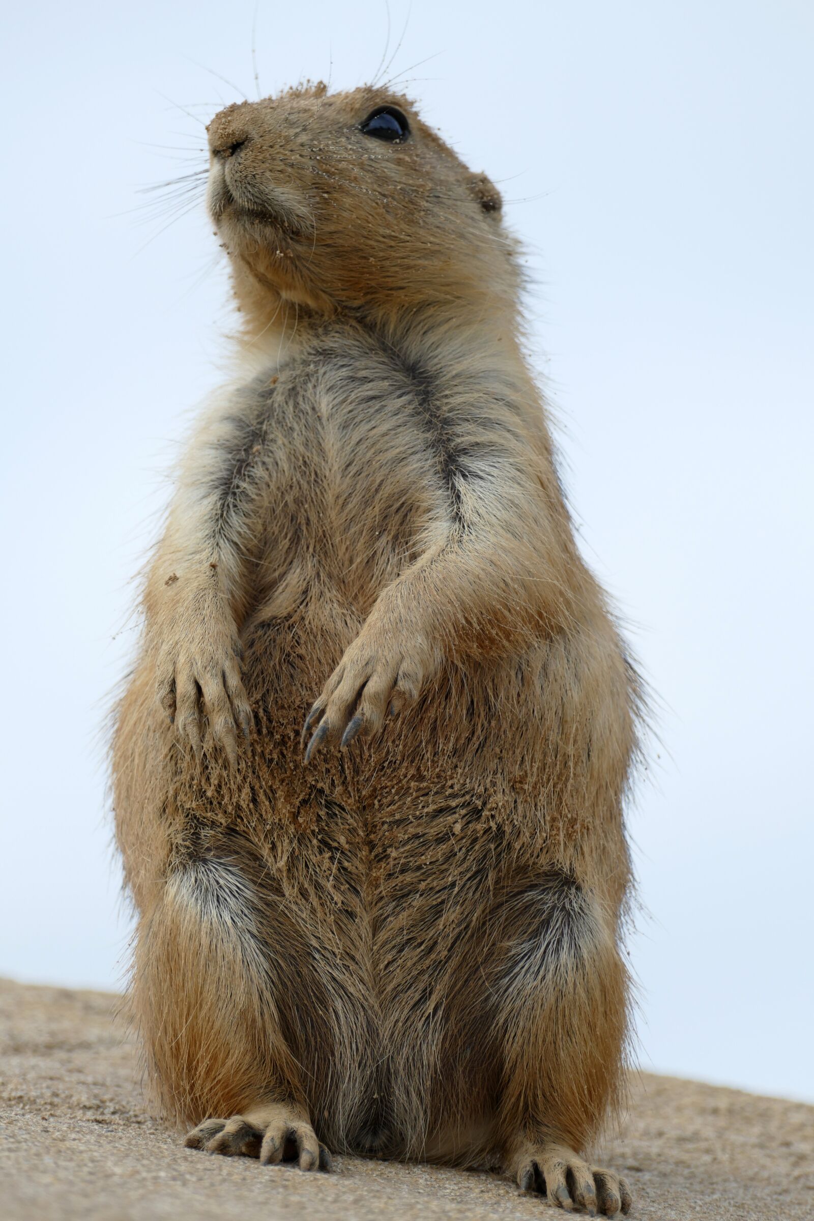 Panasonic Lumix DMC-FZ1000 sample photo. Prairie dog, cynomys, ground photography