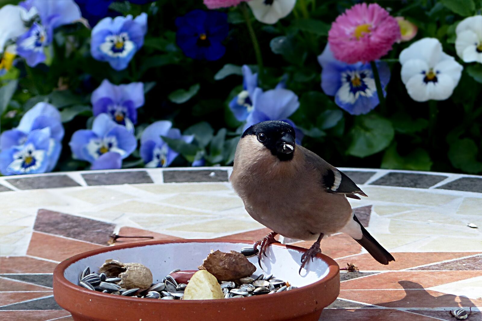 Panasonic Lumix DMC-FZ200 sample photo. Animal, bird, bullfinch photography