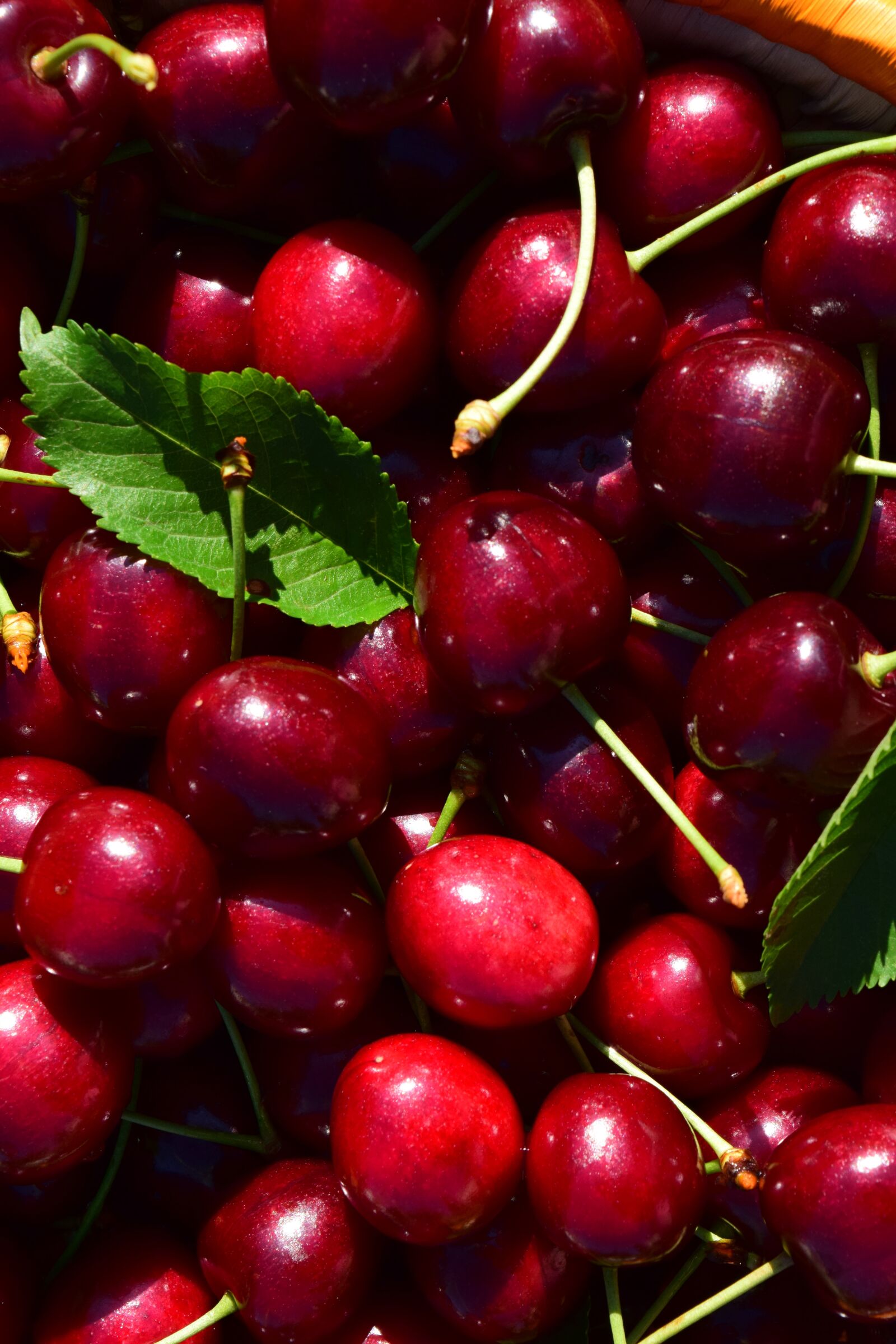 Nikon D3300 sample photo. Cherries, close up, nature photography