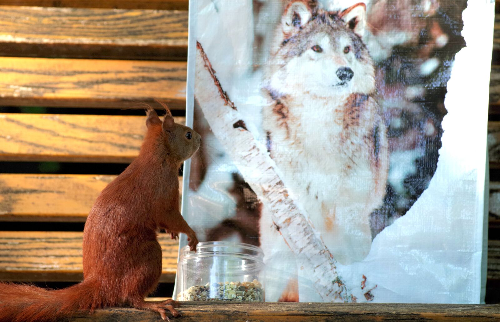Pentax K-30 sample photo. Squirrel, rodent, fur photography