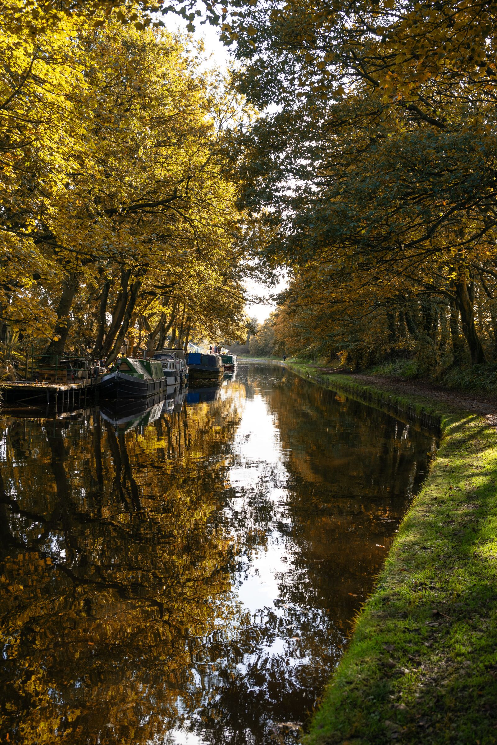Sony a7 II + Sony FE 28-70mm F3.5-5.6 OSS sample photo. Trees, autumn, fall photography