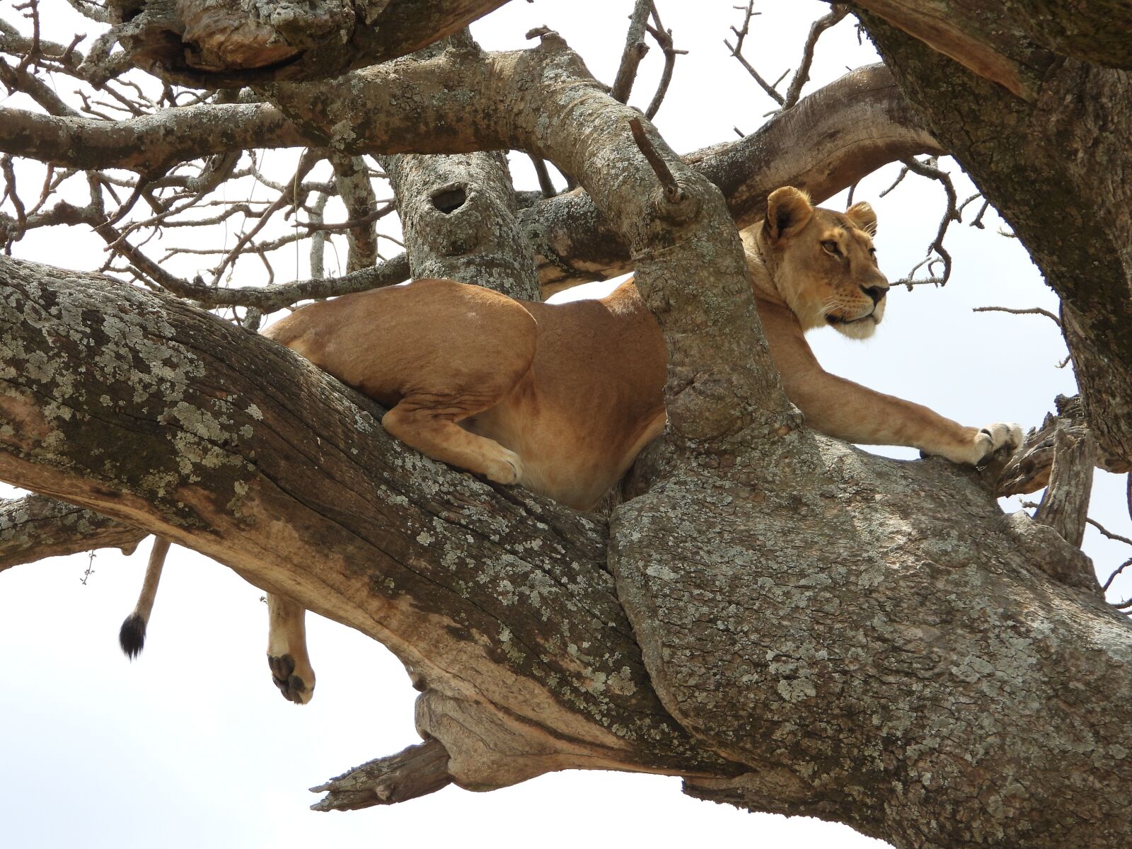 Nikon Coolpix P1000 sample photo. Lioness, tree, serengeti photography