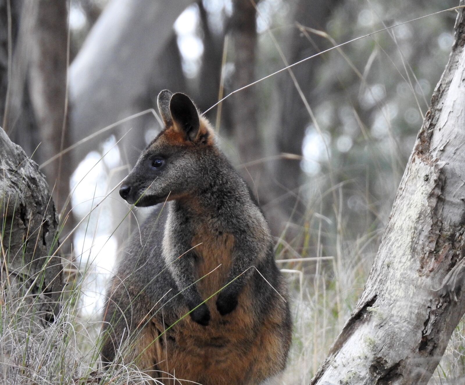 Nikon Coolpix P900 sample photo. Swamp wallaby, kangaroo, standing photography