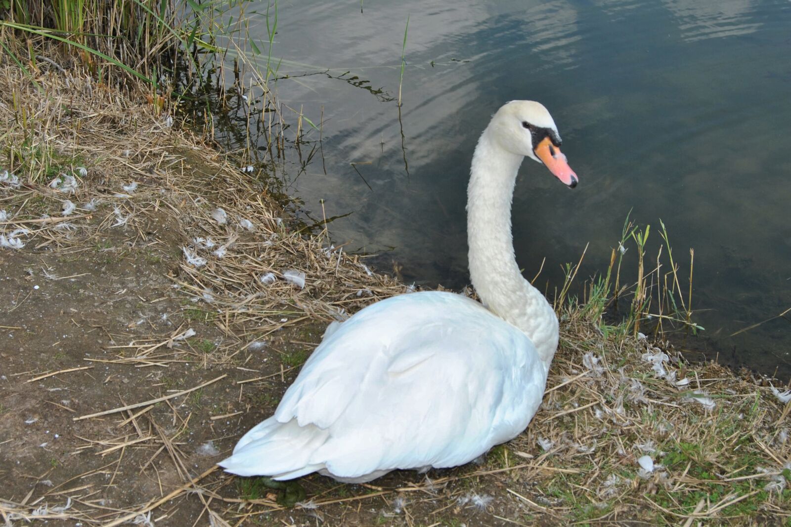 Nikon D3000 sample photo. Swan, mute swan, water photography