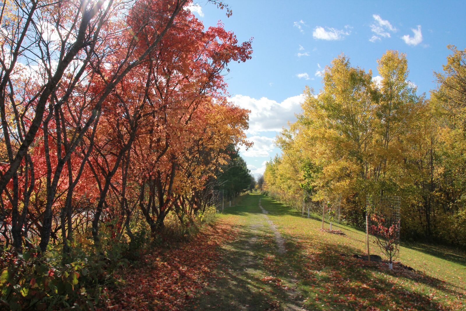 Canon EOS 550D (EOS Rebel T2i / EOS Kiss X4) sample photo. Autumn, yellow, nature photography