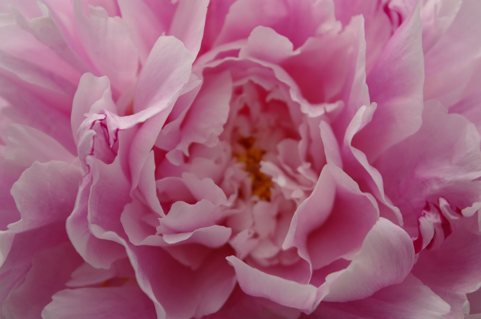 Pentax K100D sample photo. Peony, flower, pink photography
