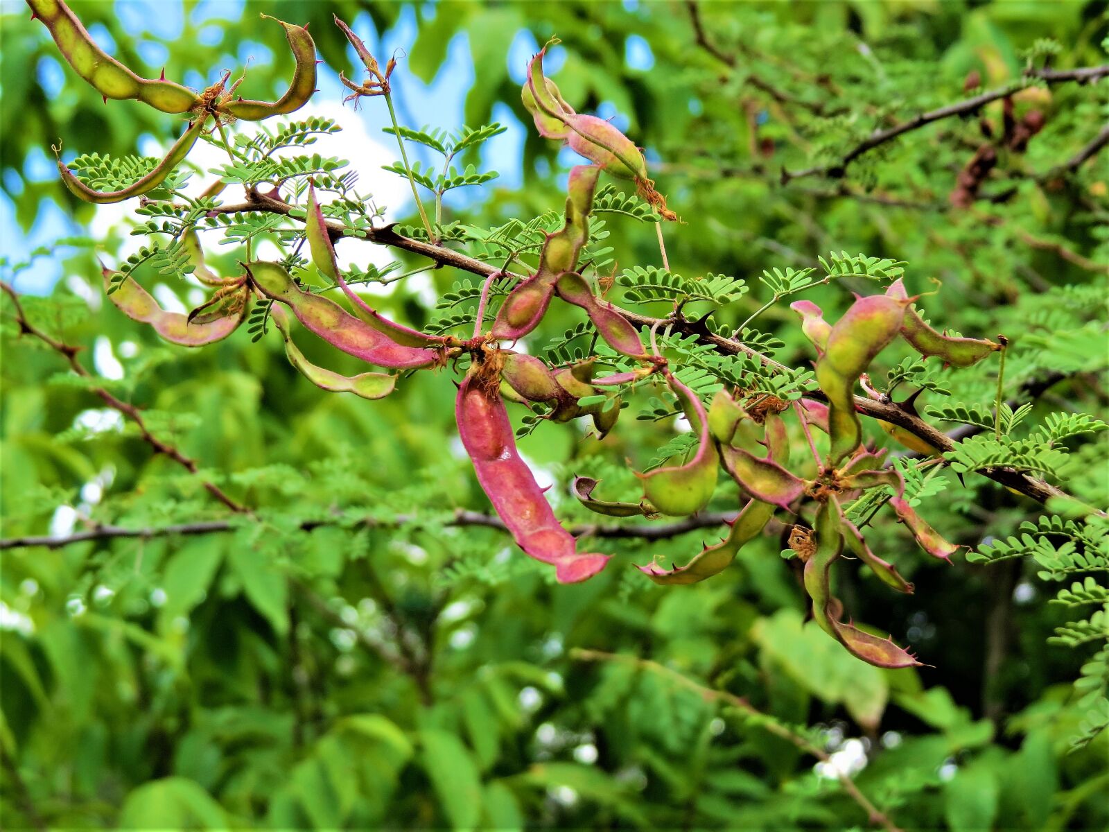 Canon PowerShot SX50 HS sample photo. Tree, seed pods, colorful photography