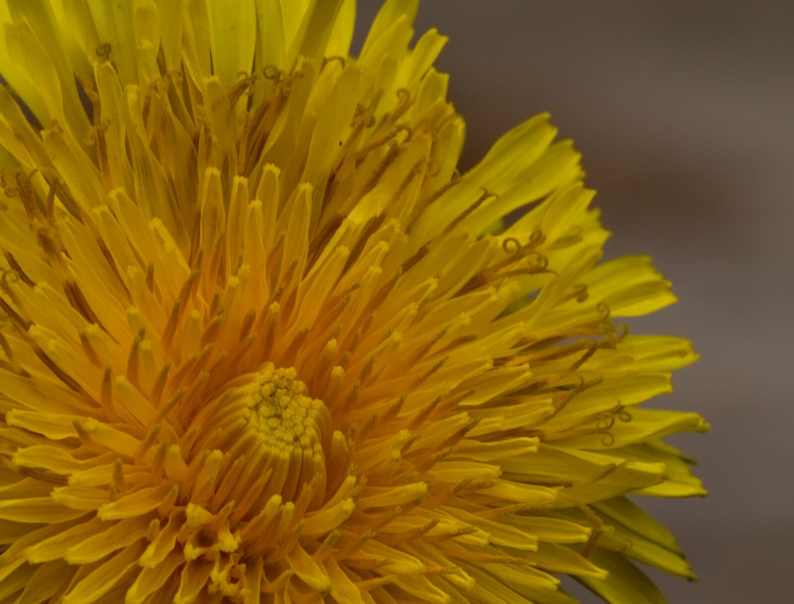 Nikon D5500 sample photo. Dandelion, flower, nature photography