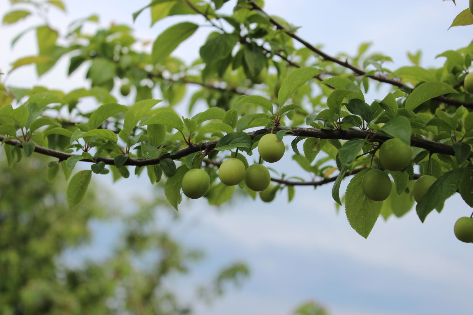 Canon EOS 600D (Rebel EOS T3i / EOS Kiss X5) sample photo. Tree, village, garden photography