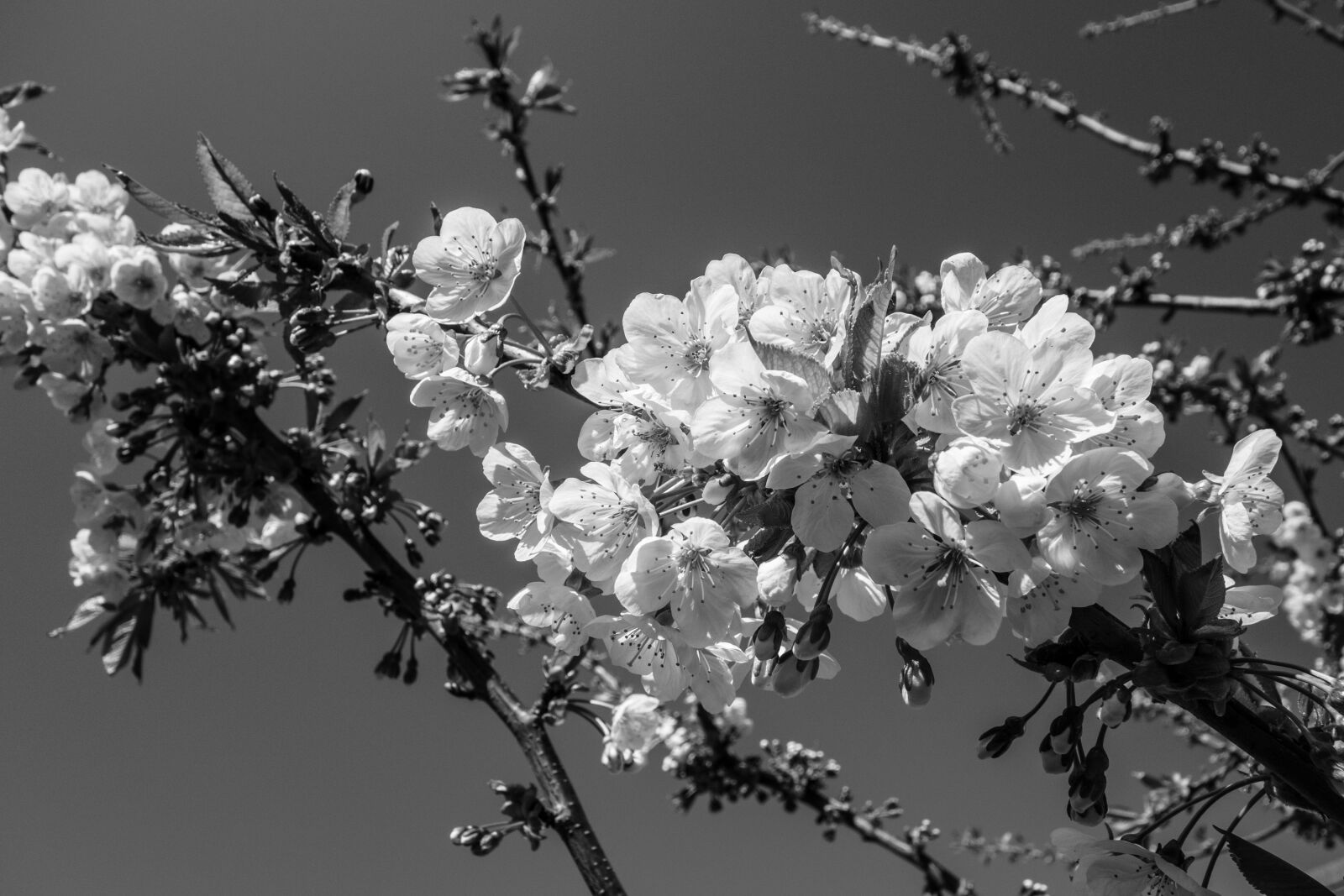 Sony Cyber-shot DSC-RX100 sample photo. Cherry blossom, flower, blossom photography