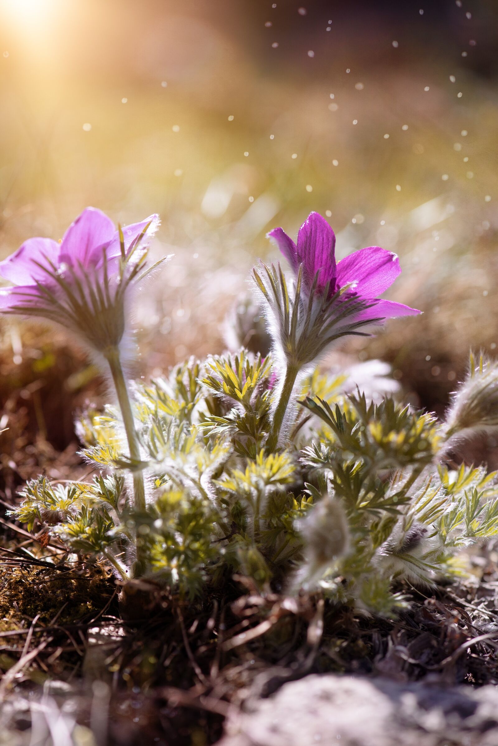Nikon D750 sample photo. Anemone, purple, purple anemone photography