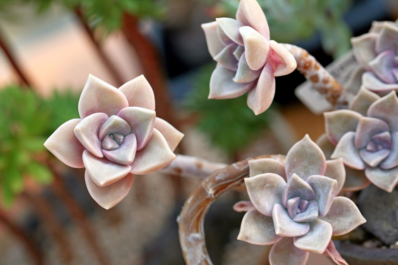 Canon EOS 5D sample photo. A fleshy plant, fleshy photography