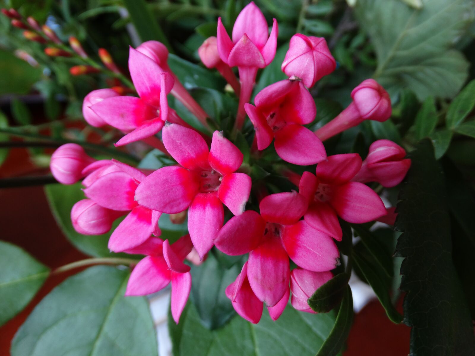 Sony Cyber-shot DSC-HX300 sample photo. Pink, flower, flowers photography