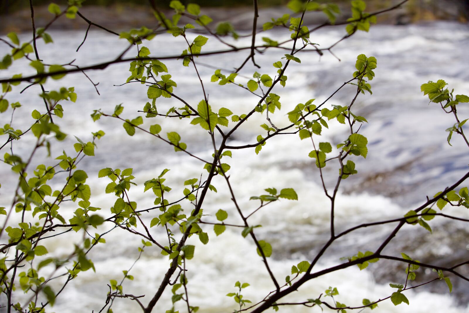 Canon EOS 5D Mark III sample photo. Plant, river, foliage photography