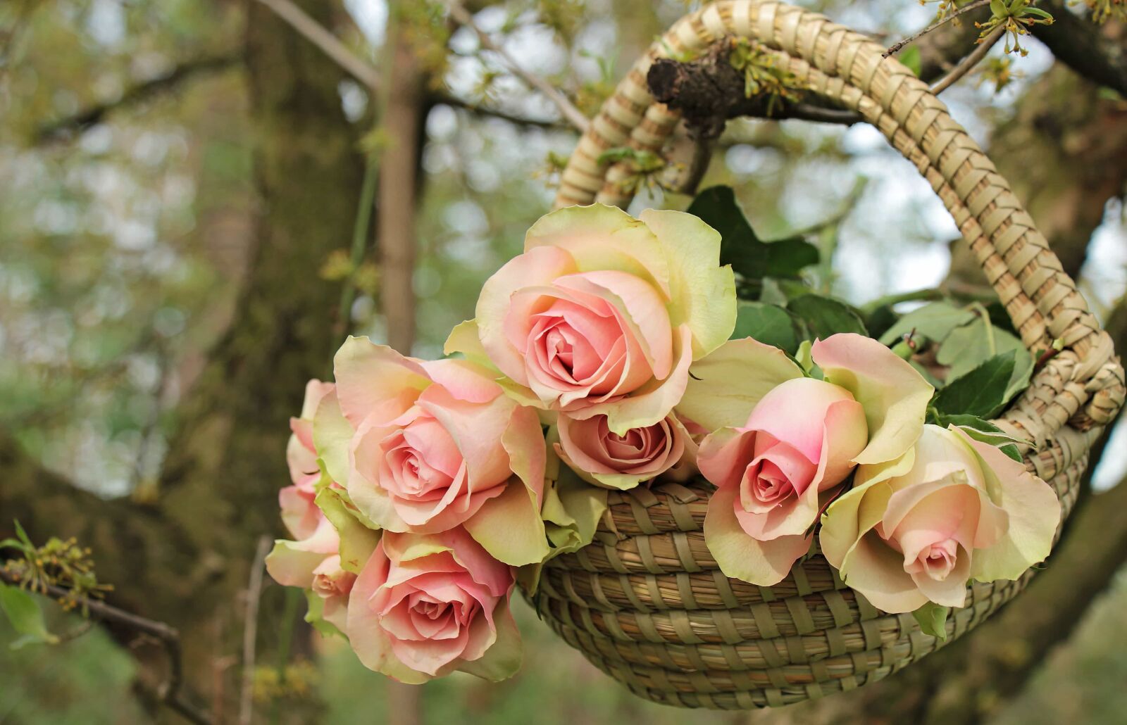Canon EOS 550D (EOS Rebel T2i / EOS Kiss X4) sample photo. Rose, nature, flower, garden photography