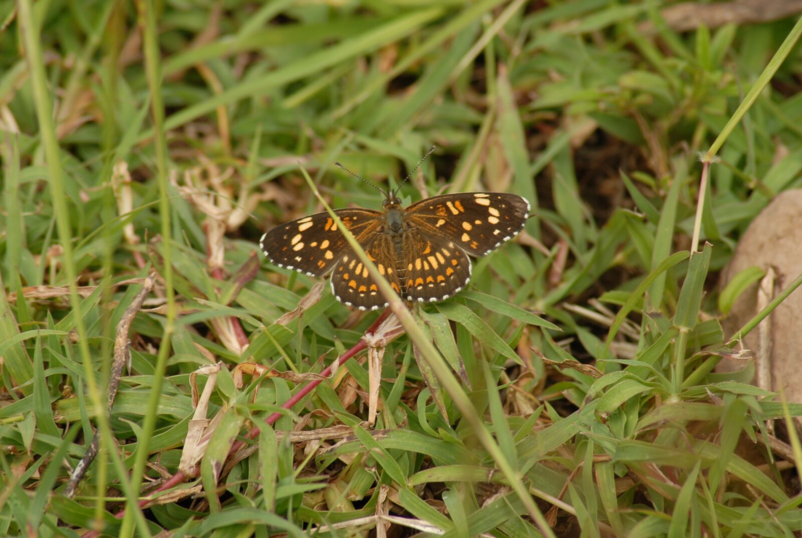 Nikon D200 sample photo. Butterfly regional, wings, insect photography