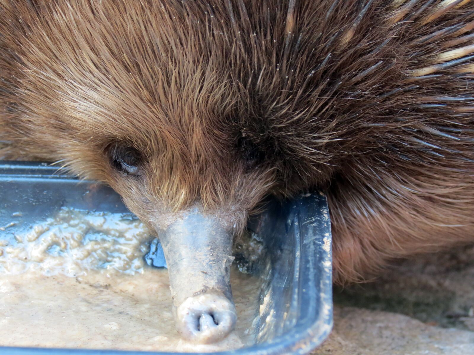 Canon PowerShot SX40 HS sample photo. Porcupine, zoo, sidney photography