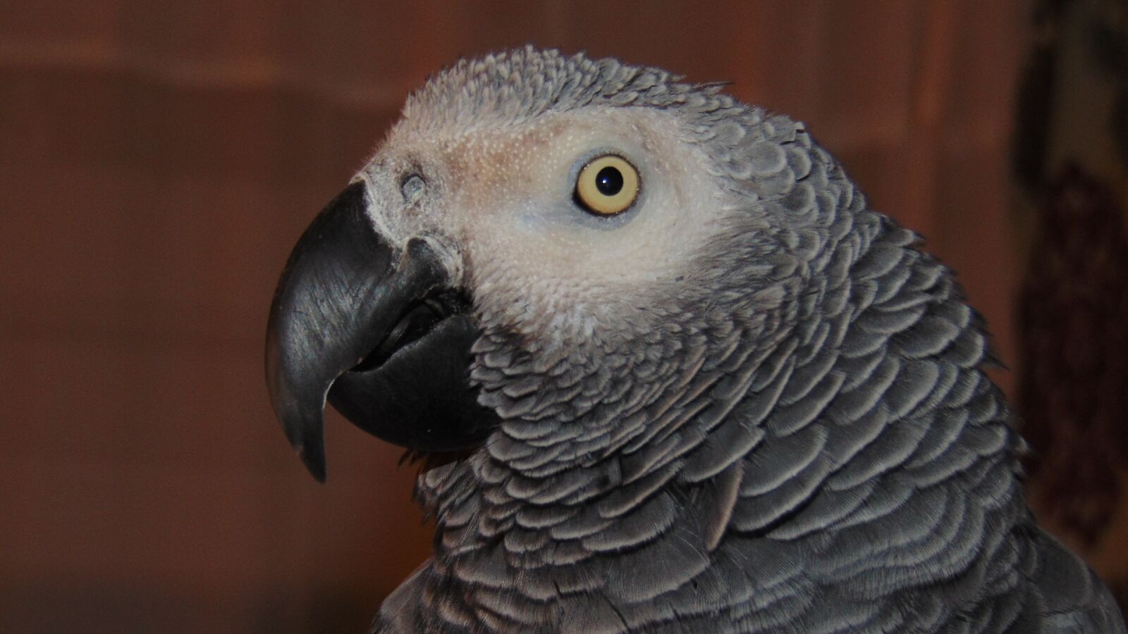 Sony Cyber-shot DSC-H300 sample photo. African grey, parrot, african photography