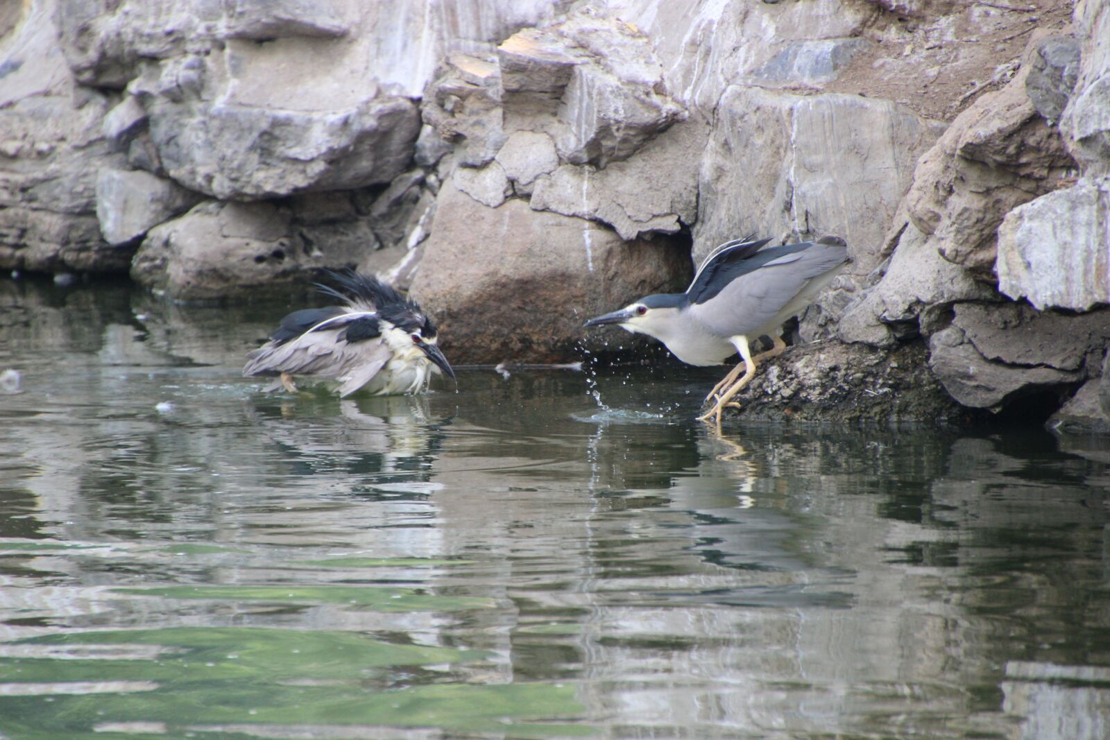 Canon EOS 600D (Rebel EOS T3i / EOS Kiss X5) sample photo. Night herons, watching, water photography