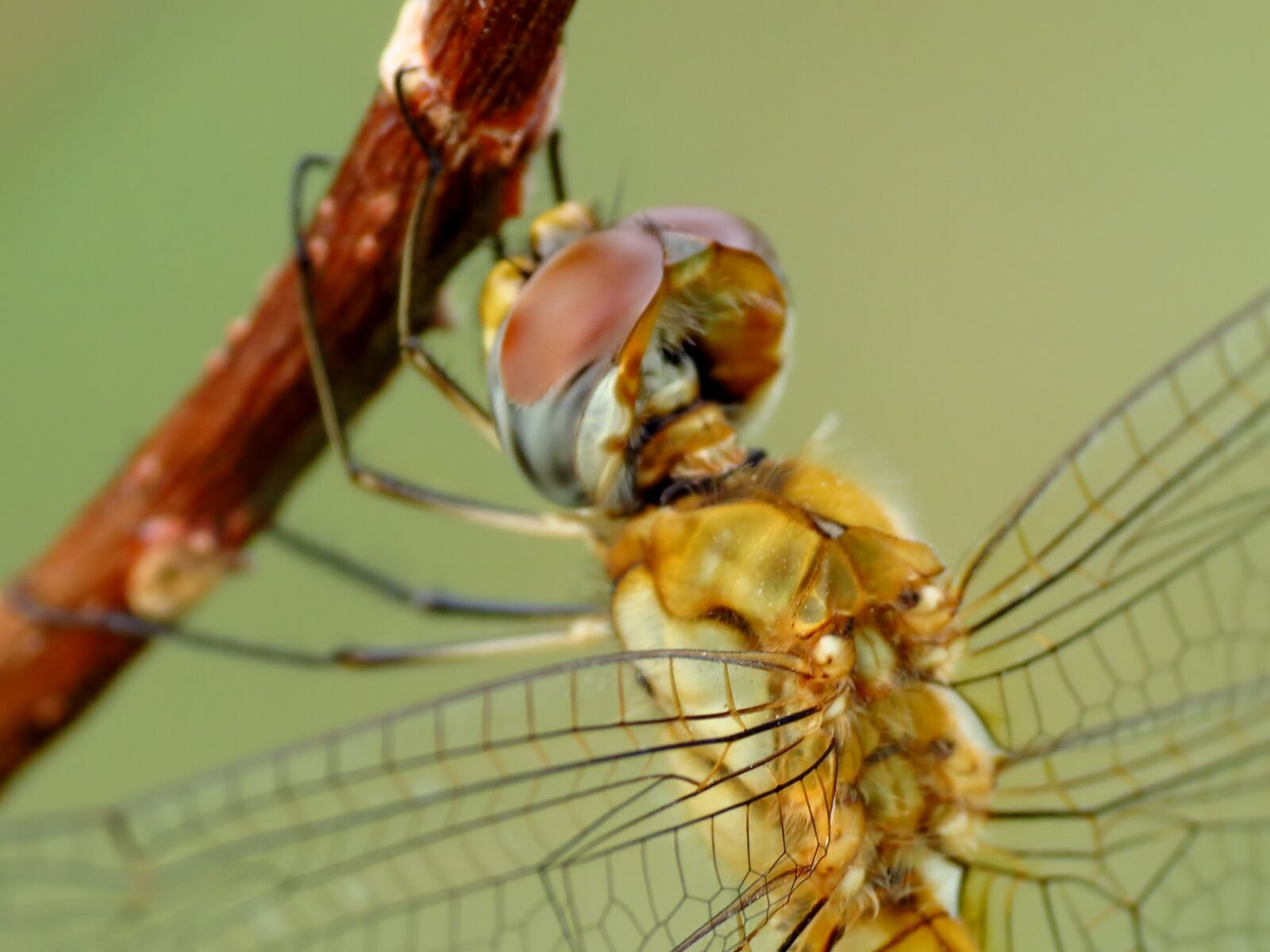 Canon PowerShot SX40 HS sample photo. Crocothemis, servilia, dragonfly photography