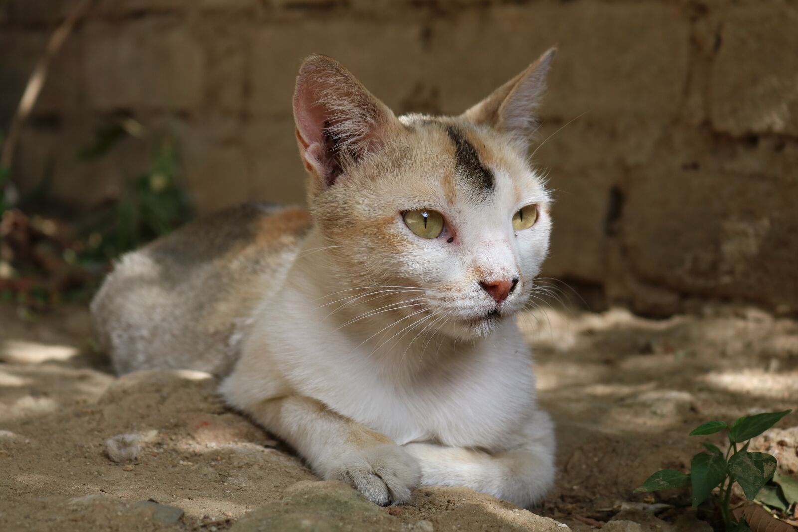 Canon EOS 750D (EOS Rebel T6i / EOS Kiss X8i) sample photo. Cat, animal, pet photography